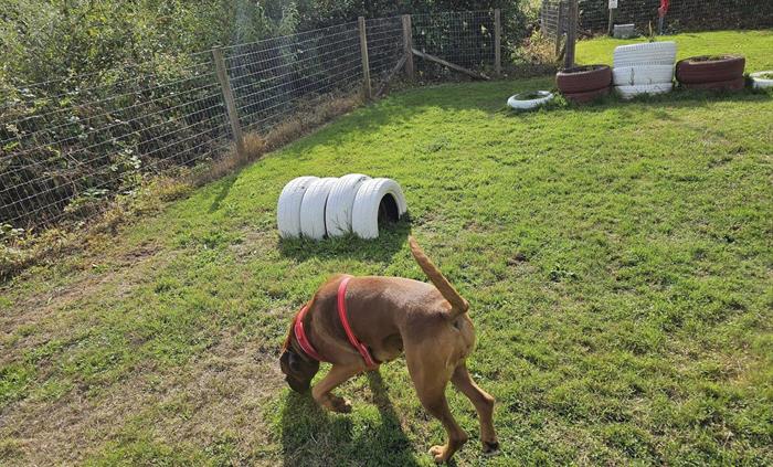 One of our doggy guests enjoying the doggy play ground